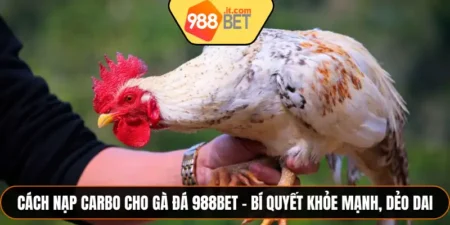 Cách Nạp Carbo Cho Gà Đá 988bet